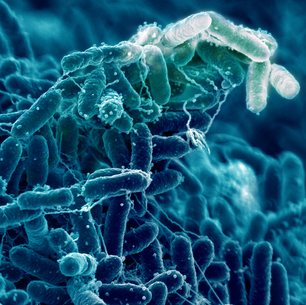 Le tube digestif est le réservoir d'un grand nombre de bactéries. On y trouve en effet plus de 500 espèces différentes. Certaines d'entre elles se nourrissent de mucus.&nbsp;© Pacific Northwest National Laboratory, Flickr, cc by nc sa 2.0