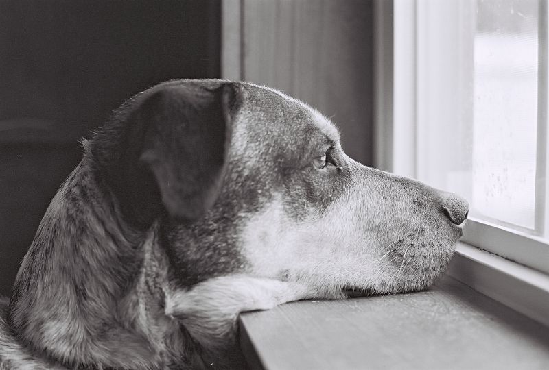 Les chiens aussi souffrent d’hémophilie. Ils sont donc parfois utilisés comme modèle pour étudier cette maladie invalidante. © gryhrt, Flickr, cc by nc nd 2.0
