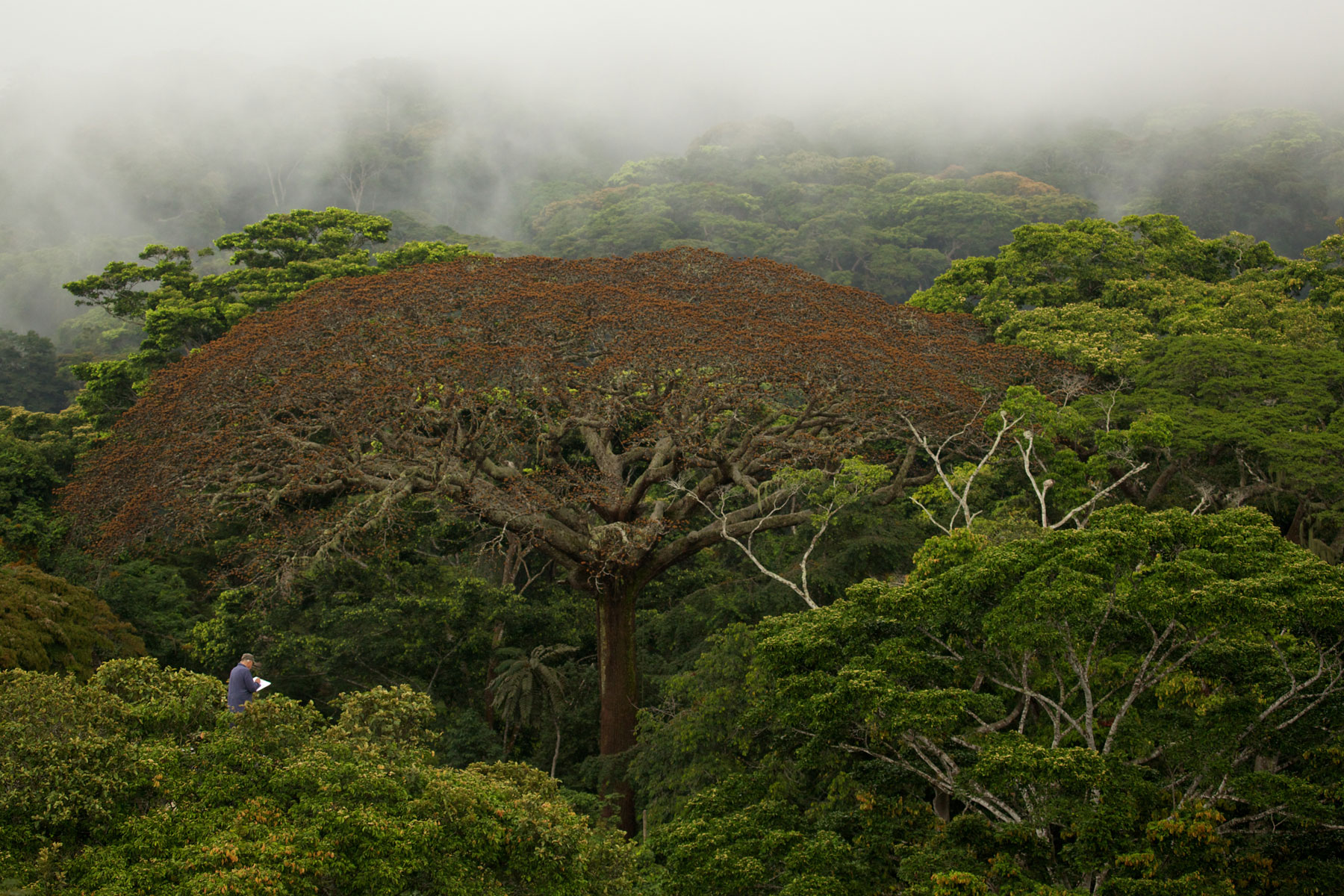 Francis Hallé, perché en haut de la canopée des forêts du Gabon, en plein tournage du documentaire Il était une forêt. © Sarah Del Ben, Wild-Touch, 2013