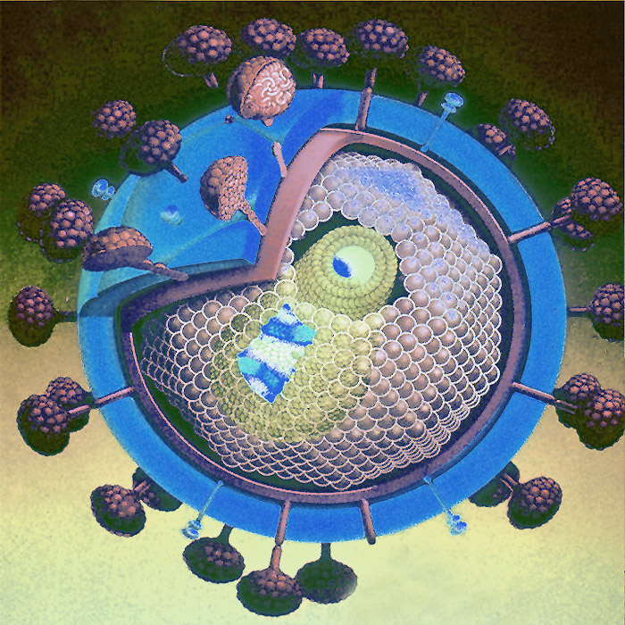 Le virus du Sida (VIH) est un rétrovirus du genre lentivirus. Il peut se fixer sur les cellules possédant un récepteur de type CD4 et pénétrer dans la cellule. Une fois à l’intérieur, il se multiplie puis induit la mort de la cellule infectée. Dans cette étude, les chercheurs ont identifié les acteurs responsables de la destruction des lymphocytes T4. © AJC1, Flickr, cc by nc 2.0
