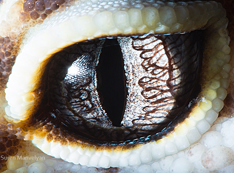 La vue infaillible du gecko léopard