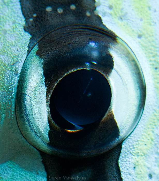 L'œil sous-marin du poisson-zèbre