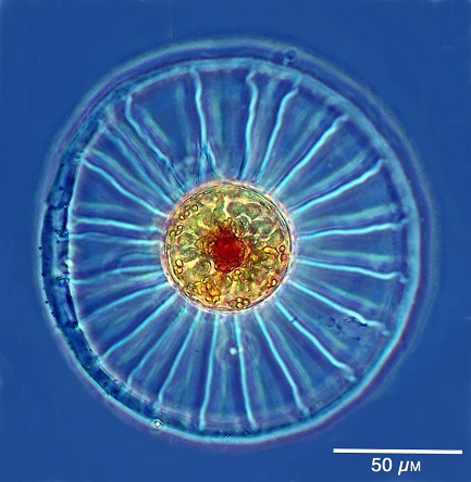 Image du site Futura Sciences