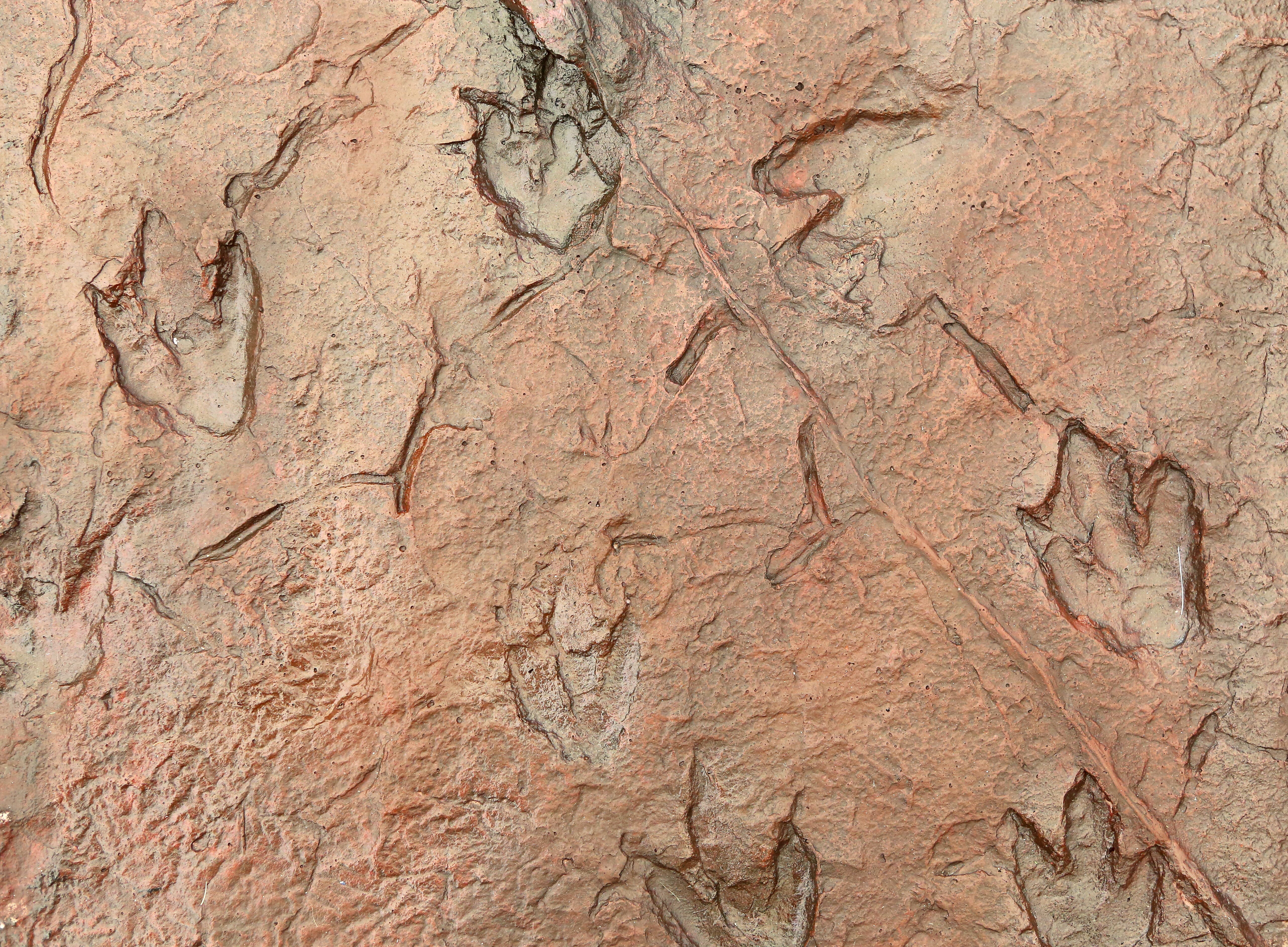 Des empreintes de dinosaures laissées dans la roche. © zilvergolf, Adobe Stock