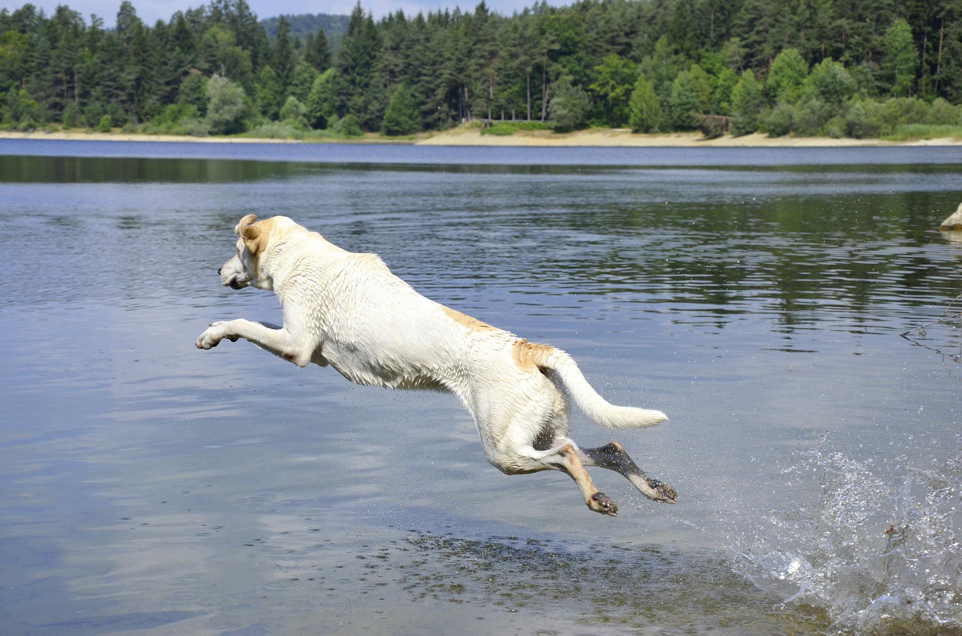 Plusieurs chiens sont morts en l'espace de quelques minutes après s'être baignés dans des lacs ces derniers jours. © Wildfaces, Wikipedia