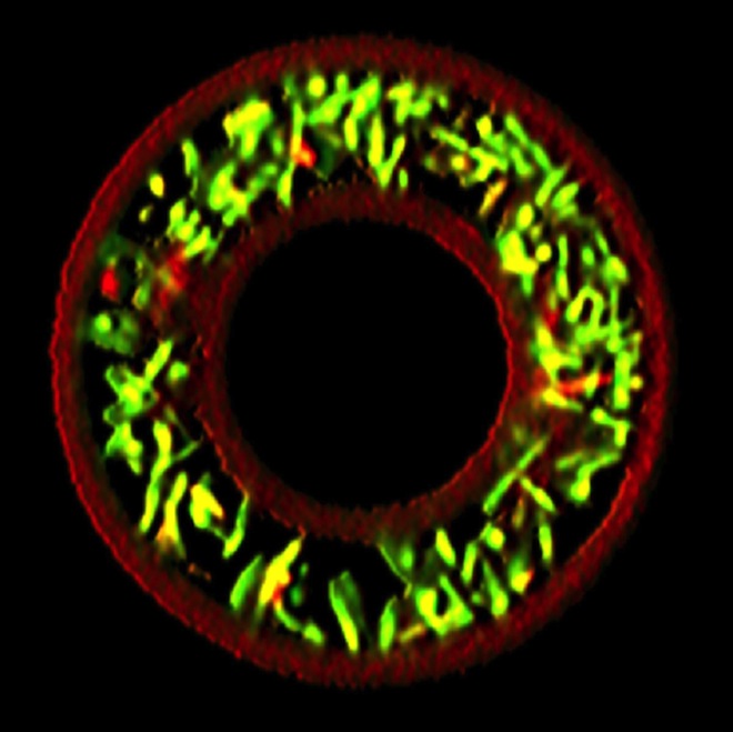 On peut apercevoir des bactéries (en vert) emprisonnées dans une cage en forme de donut (en rouge). Cette expérience, loin d’être farfelue, devrait permettre de mieux comprendre comment les communautés microbiennes communiquent au sein des environnements et développent des infections. © Jodi Connell, université du Texas à Austin