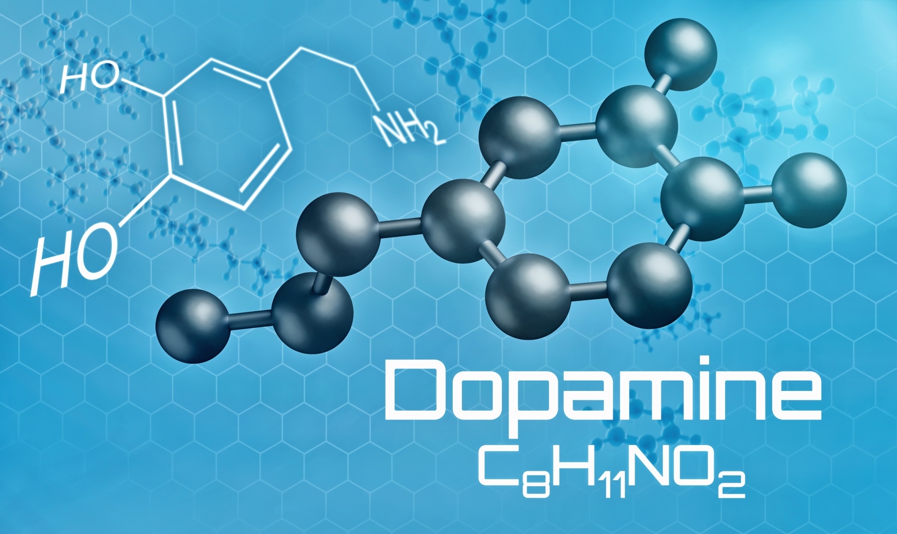 La dopamine est le principal neurotransmetteur impliqué dans le circuit de la récompense. © Zerbor, Fotolia