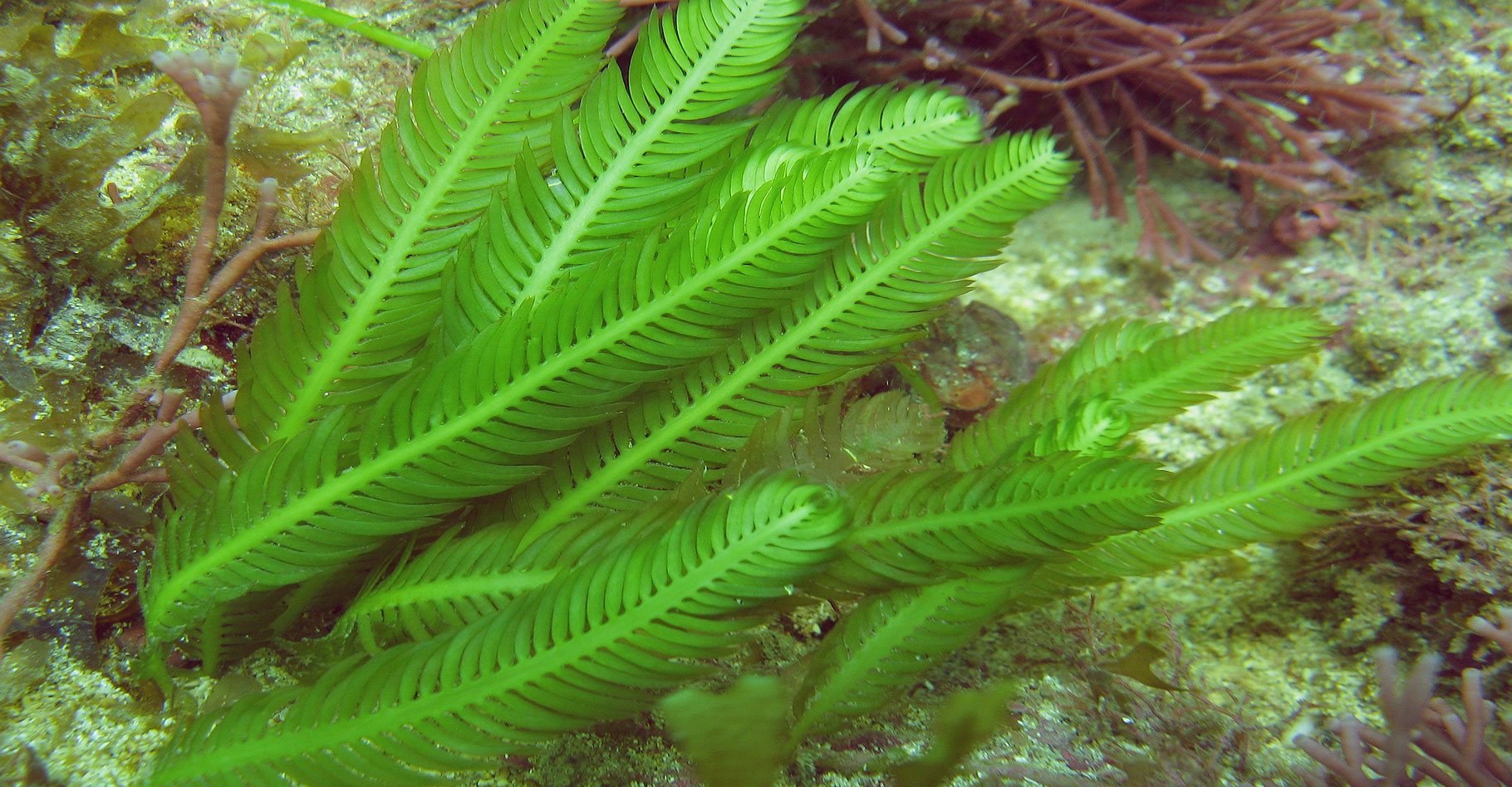 La Caulerpa taxifolia, algue invasive