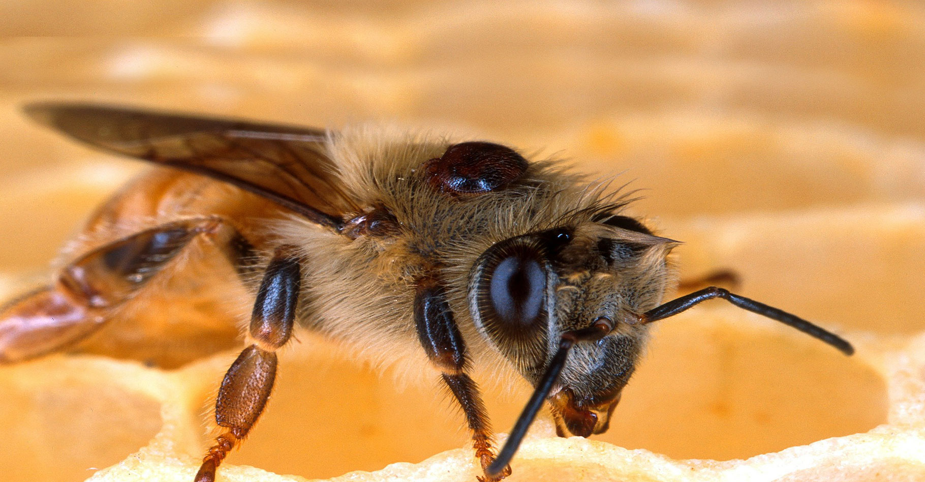 Mortalité des abeilles et agents pathogènes : le varroa et les virus