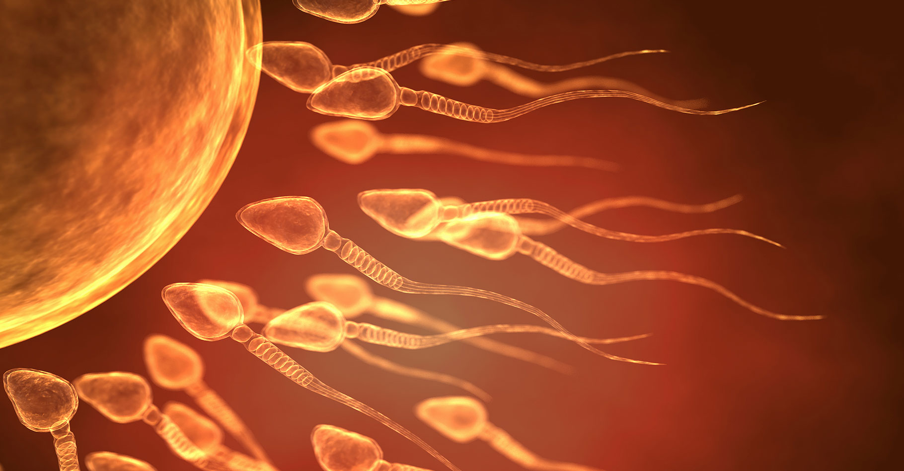 La fécondation : la course du spermatozoïde vers l'ovule