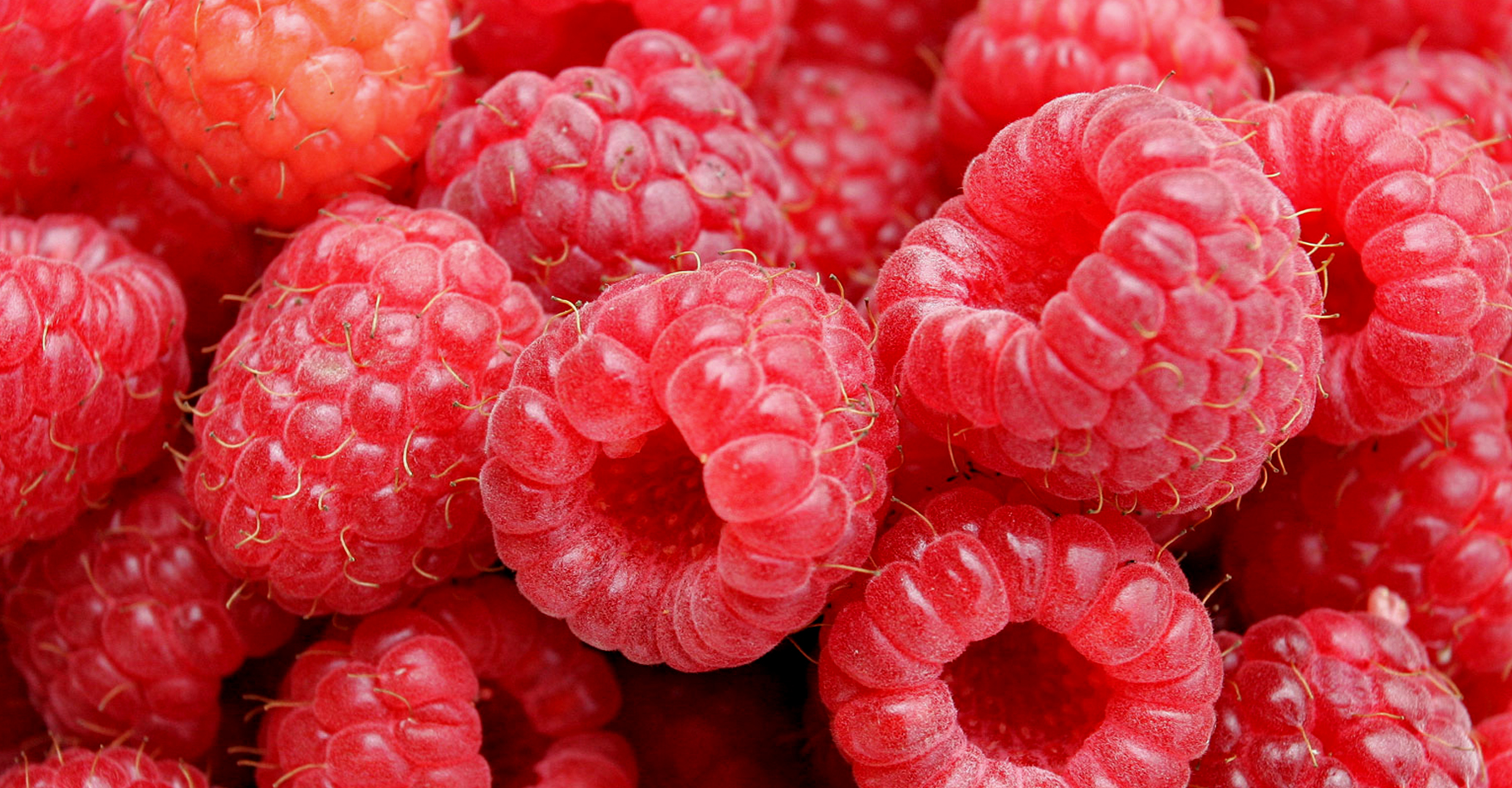 Les framboises sont des petits fruits rouges peu sucrés.&nbsp;© Fir0002, CC by-nc 2.0