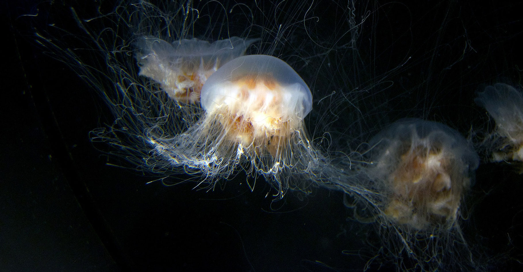 Le monde mystérieux des méduses