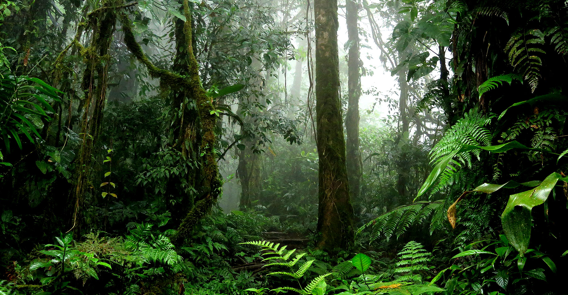 Forêt équatoriale.&nbsp;© TravelStrategy, Fotolia