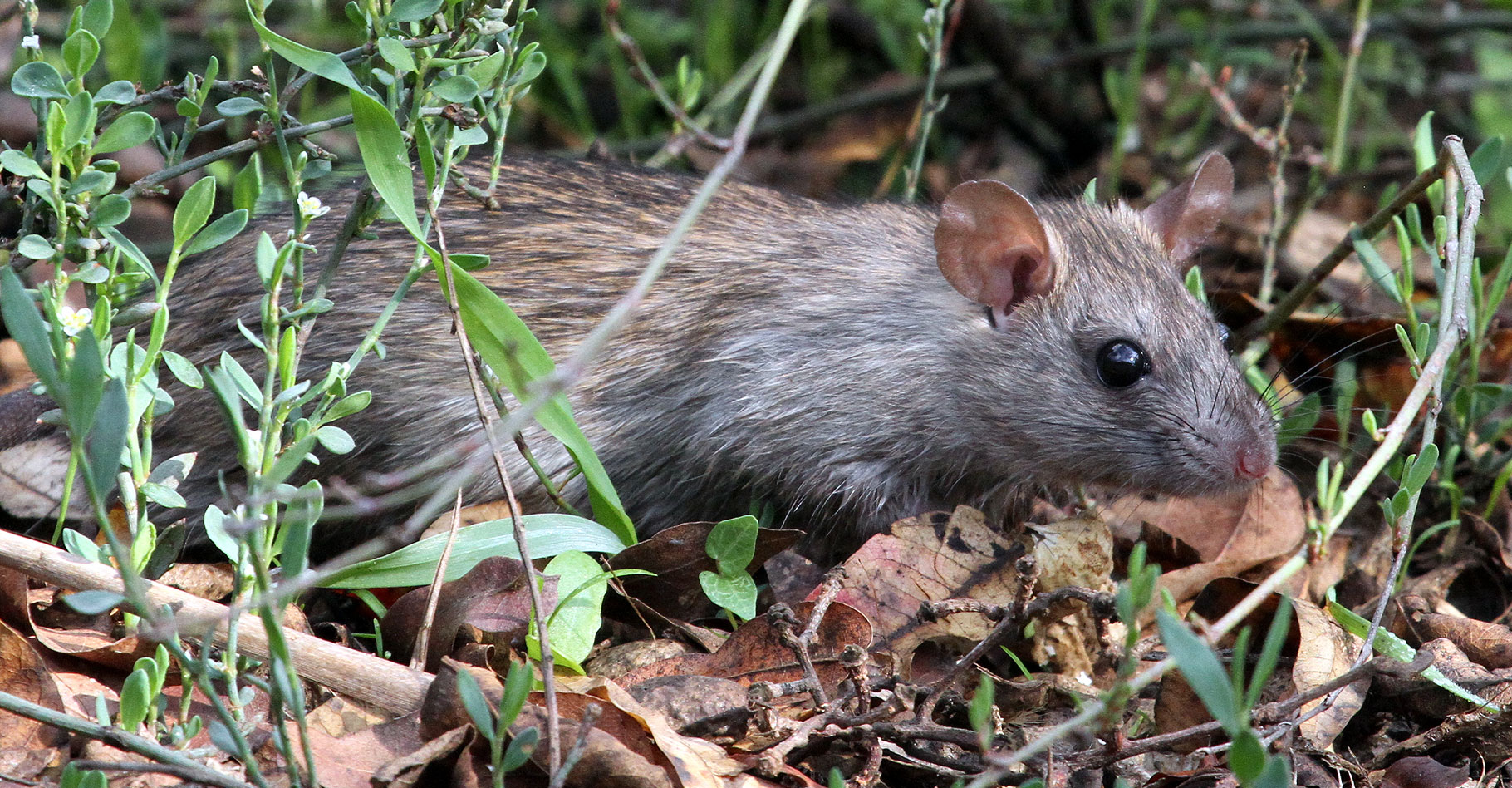 Rattus norvegicus : l'invasion du rat