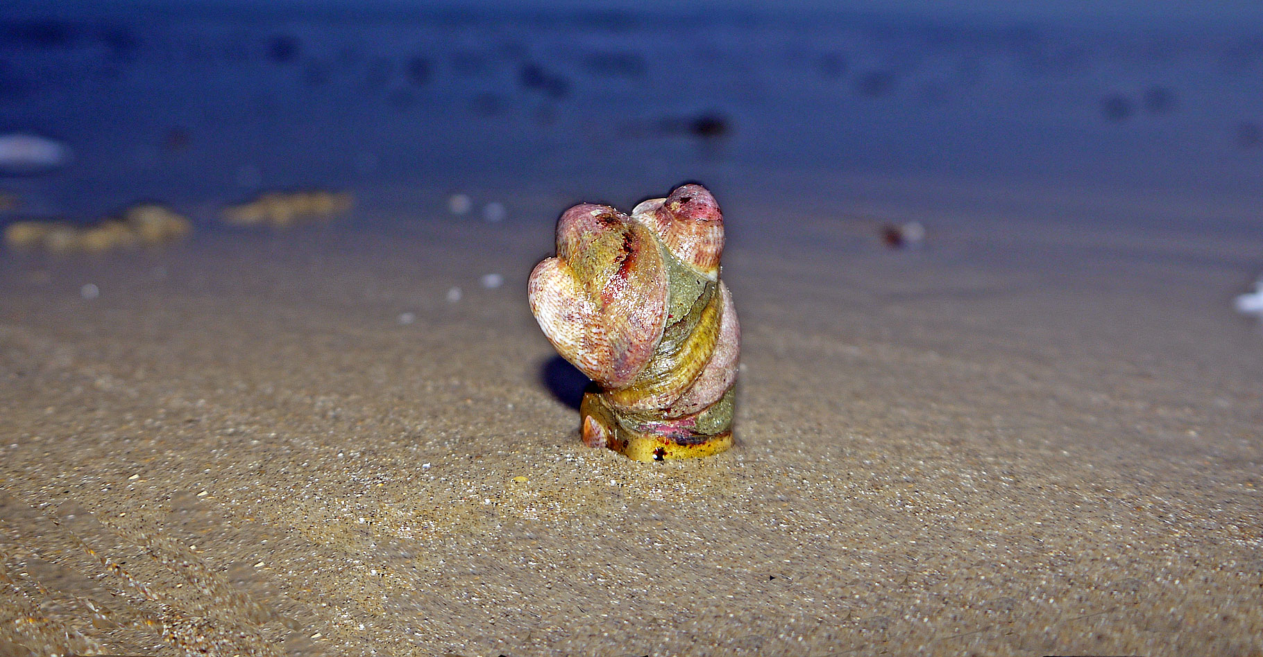 Crepidula fornicata : la crépidule sur les plages de France