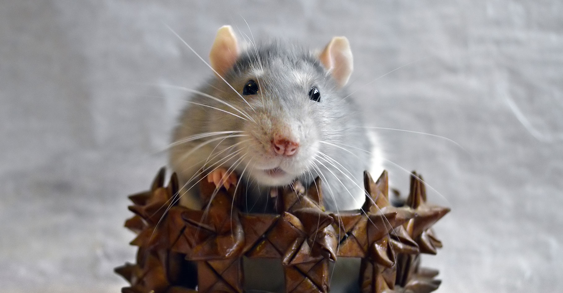 Projet Psikharpax  : pourquoi le rat ?