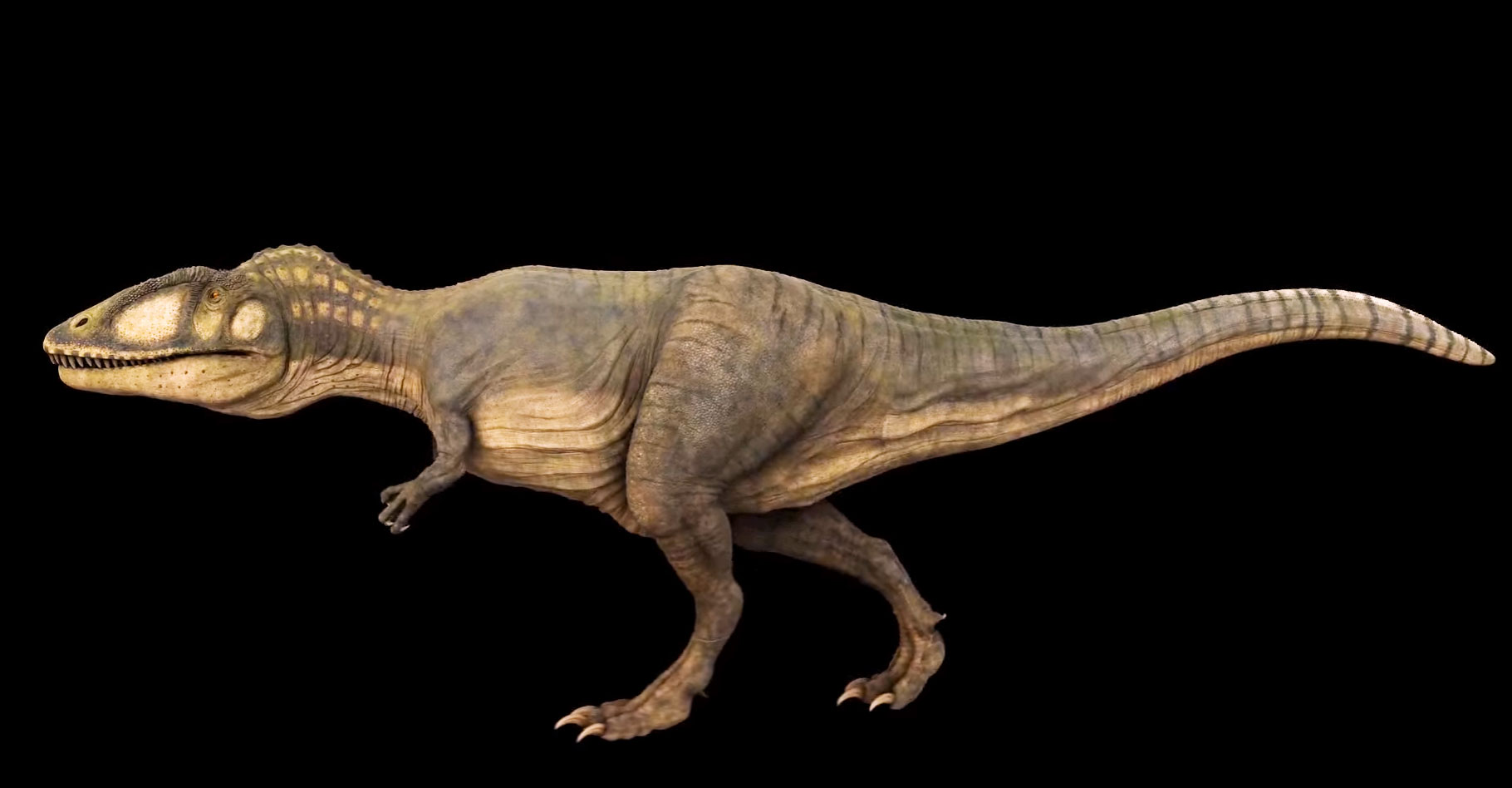 Fossiles et taille des dinosaures : des géants parmi les géants ?