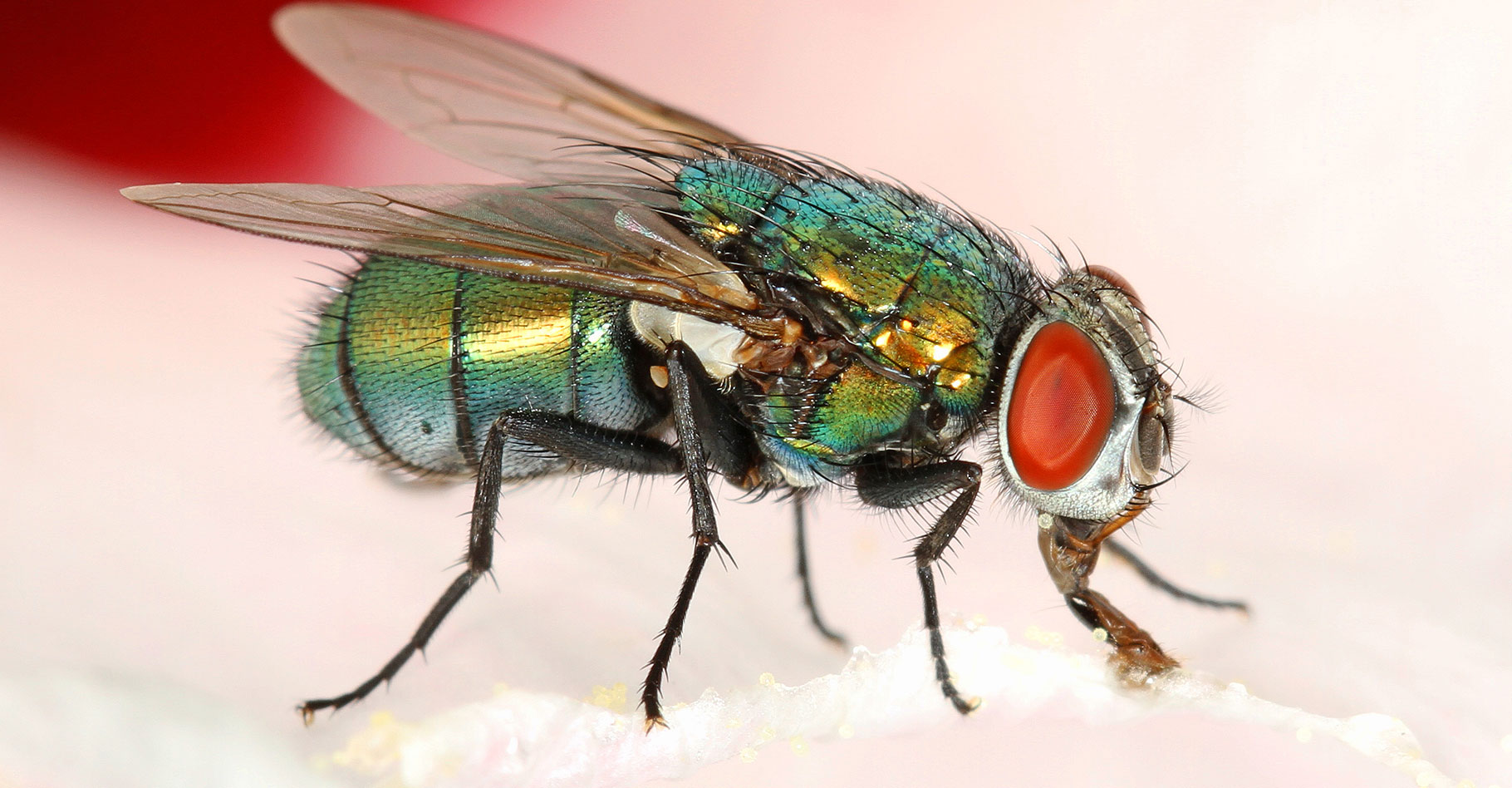 Entomologie criminelle : des insectes pour dater le moment de la mort