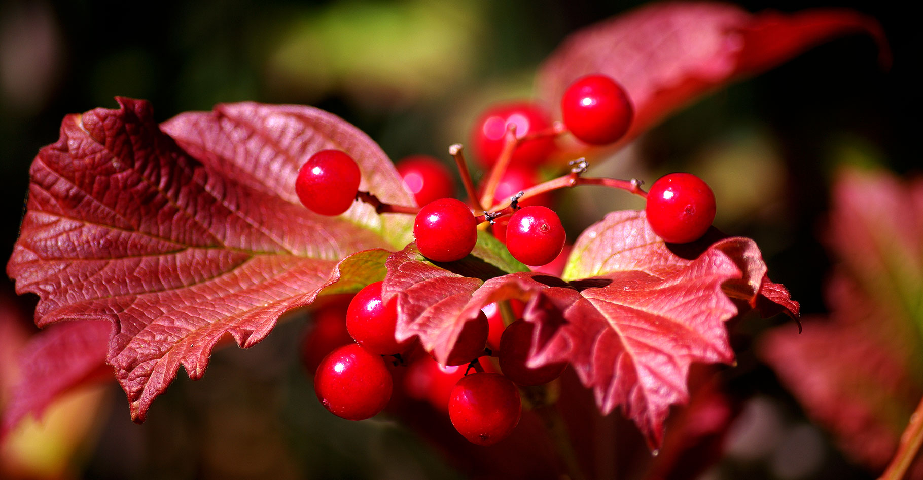 Baies de cranberry. © Anna Hesser, Flickr, CC by-nc 2.0