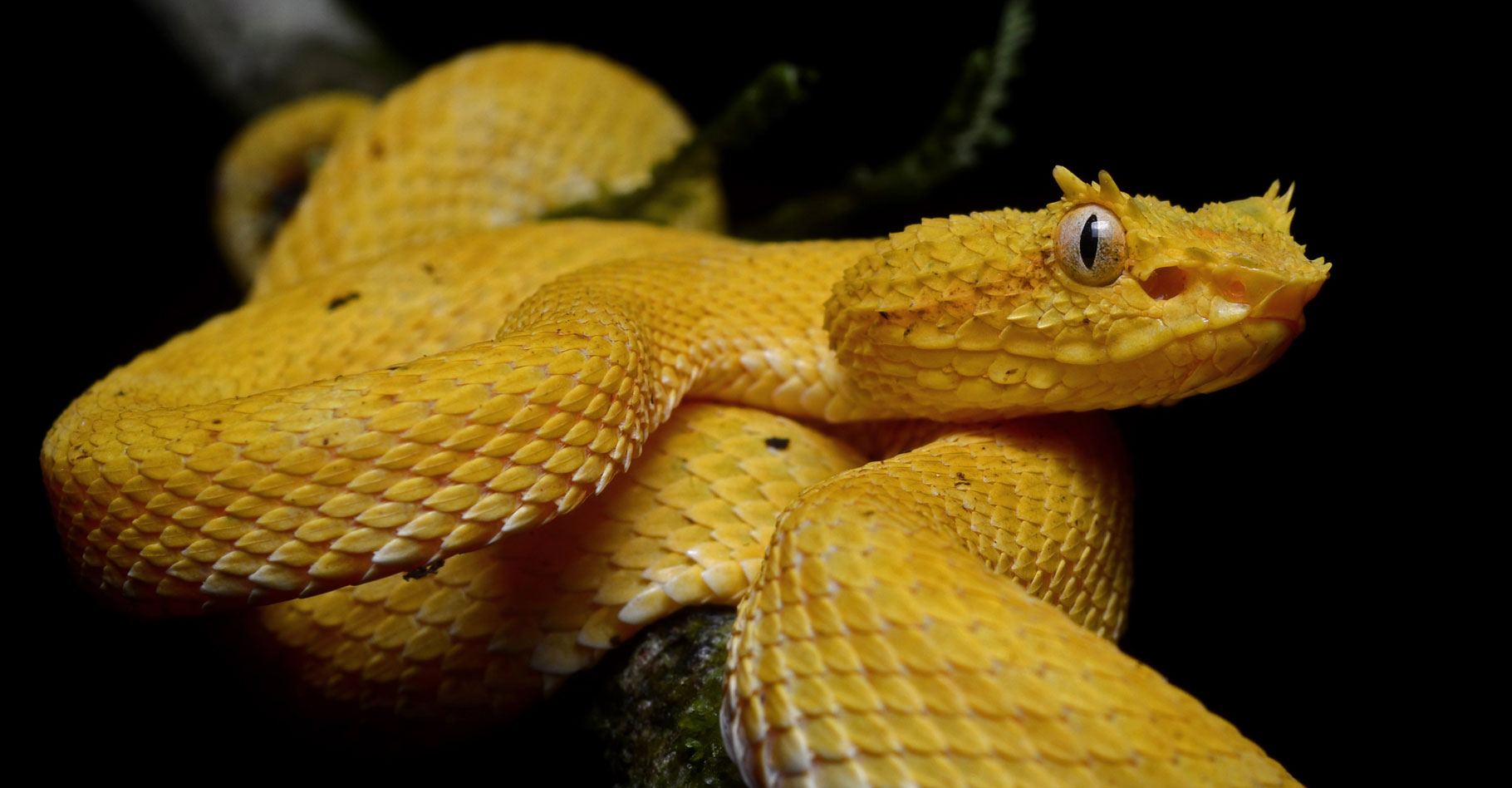 Vipère de Schlegel&nbsp;(Bothriechis schlegelii) Costa Rica.&nbsp;© Geoff Gallice, Wikimedia commons, CC by 2.0