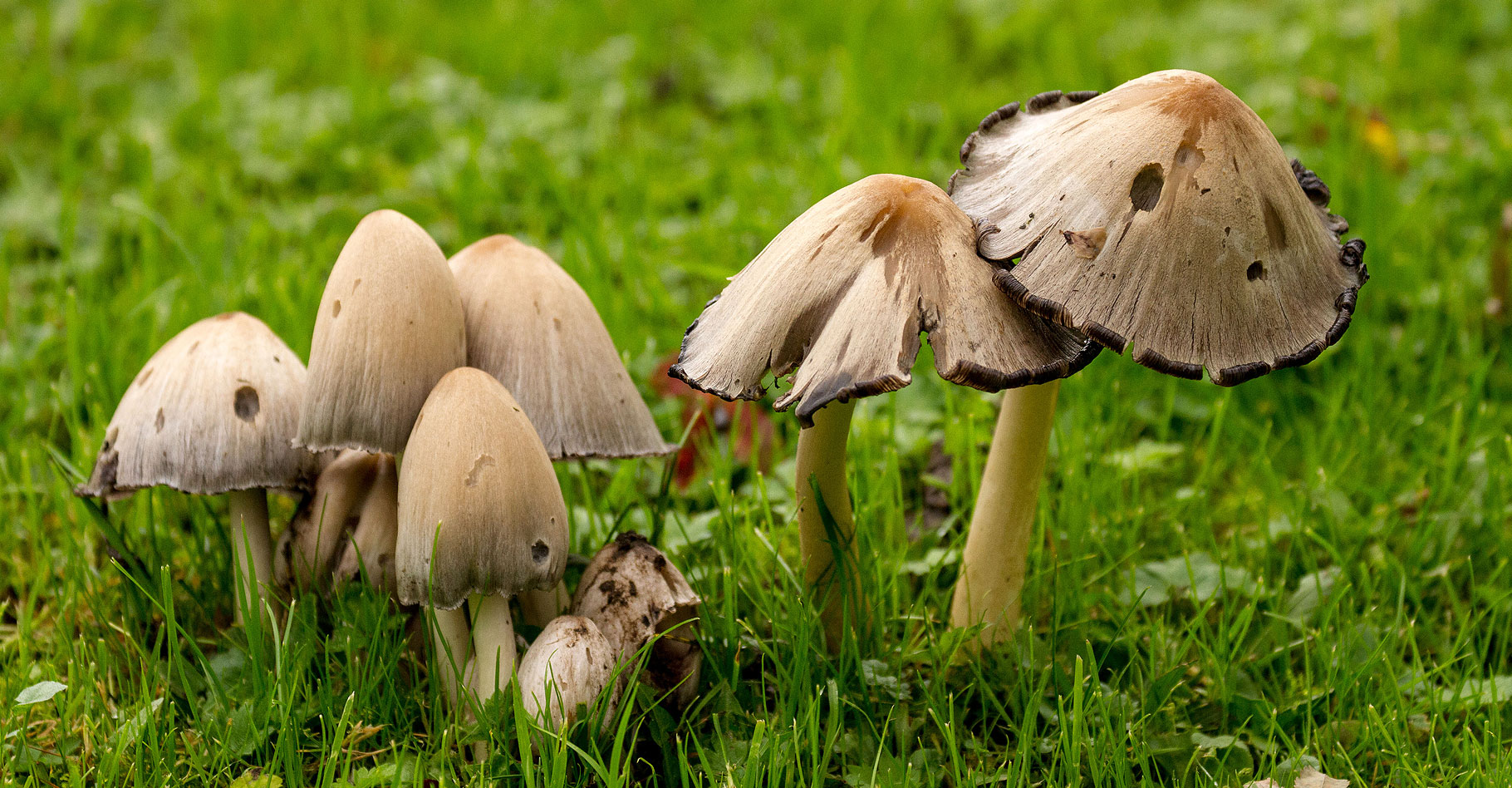 Mycophagie : ces animaux qui mangent les champignons
