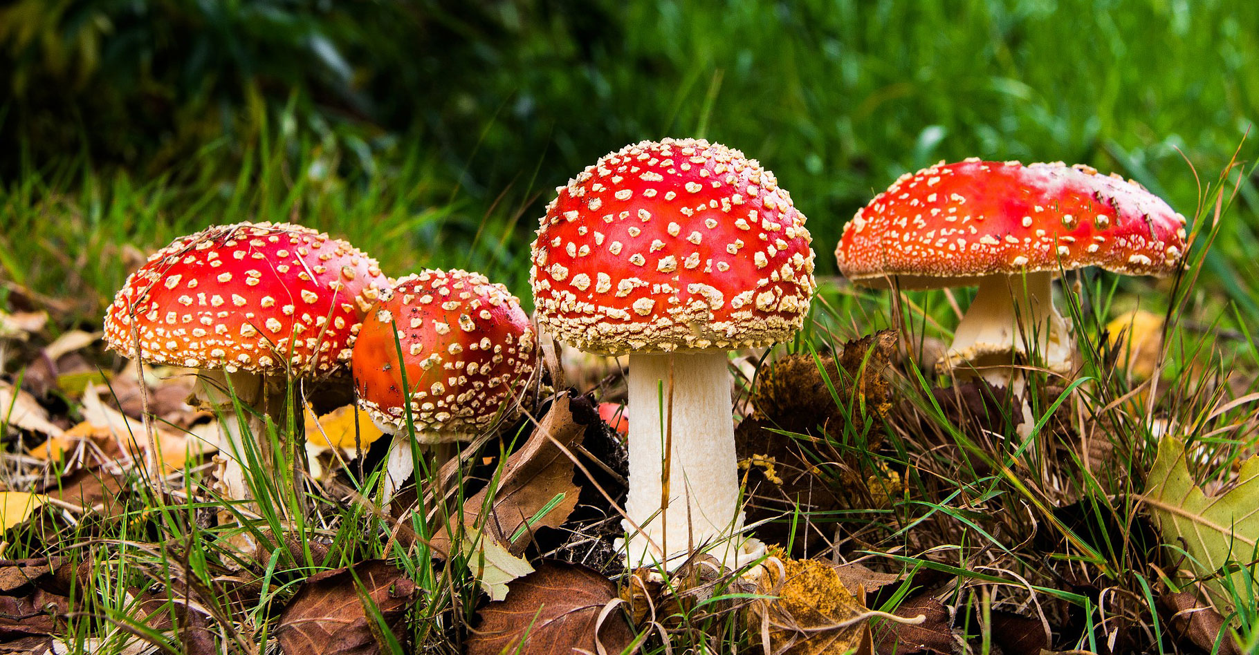 La cueillette des champignons est un passe-temps captivant. Ne ramassez jamais une espèce que vous ne pouvez identifier avec certitude. © Allstars, Shutterstock