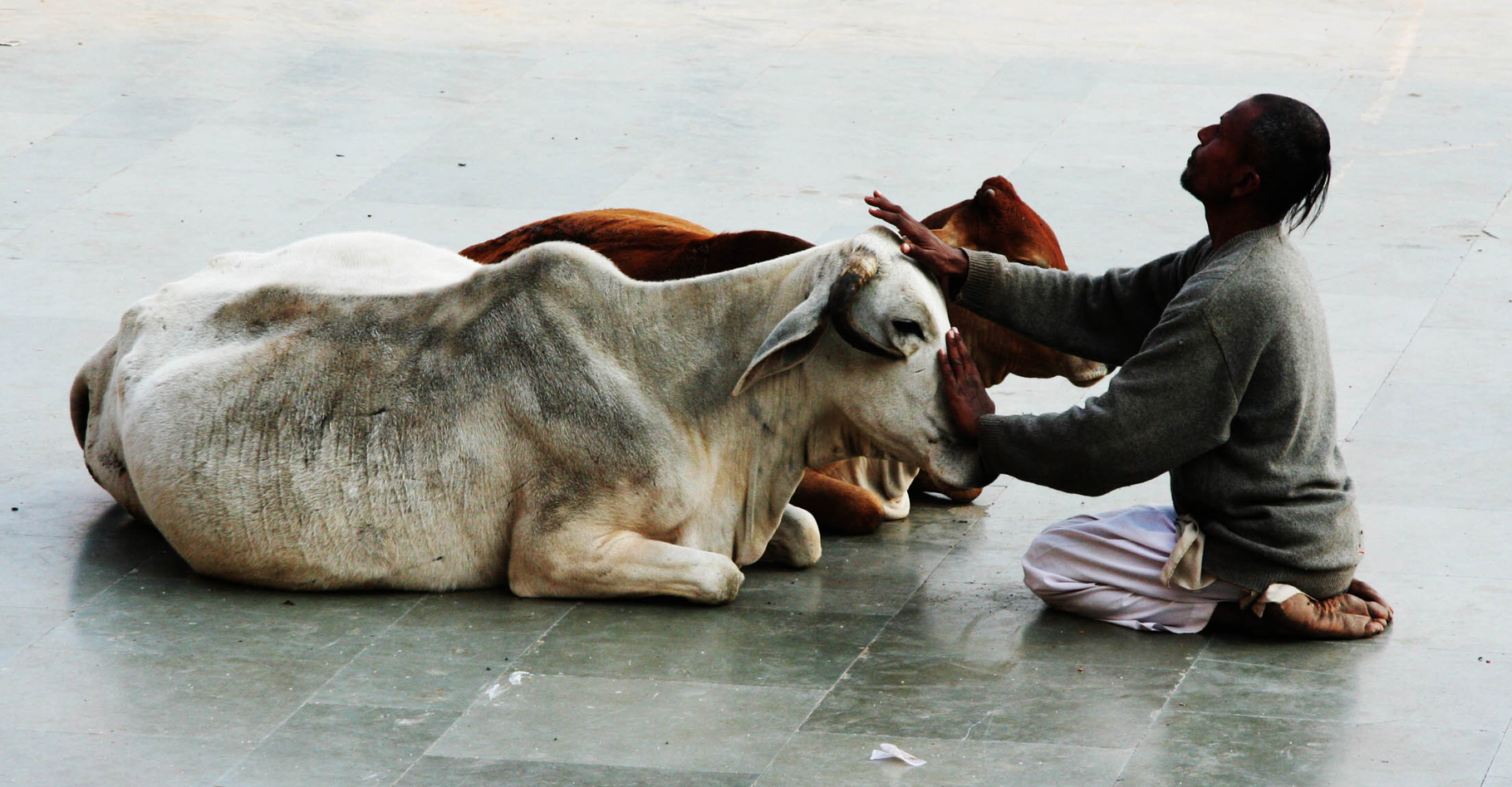Hindou en prière face à deux vaches ou gao mata (« mères vaches »). © Wen-Yan King -&nbsp;CC BY-SA 2.0&nbsp;