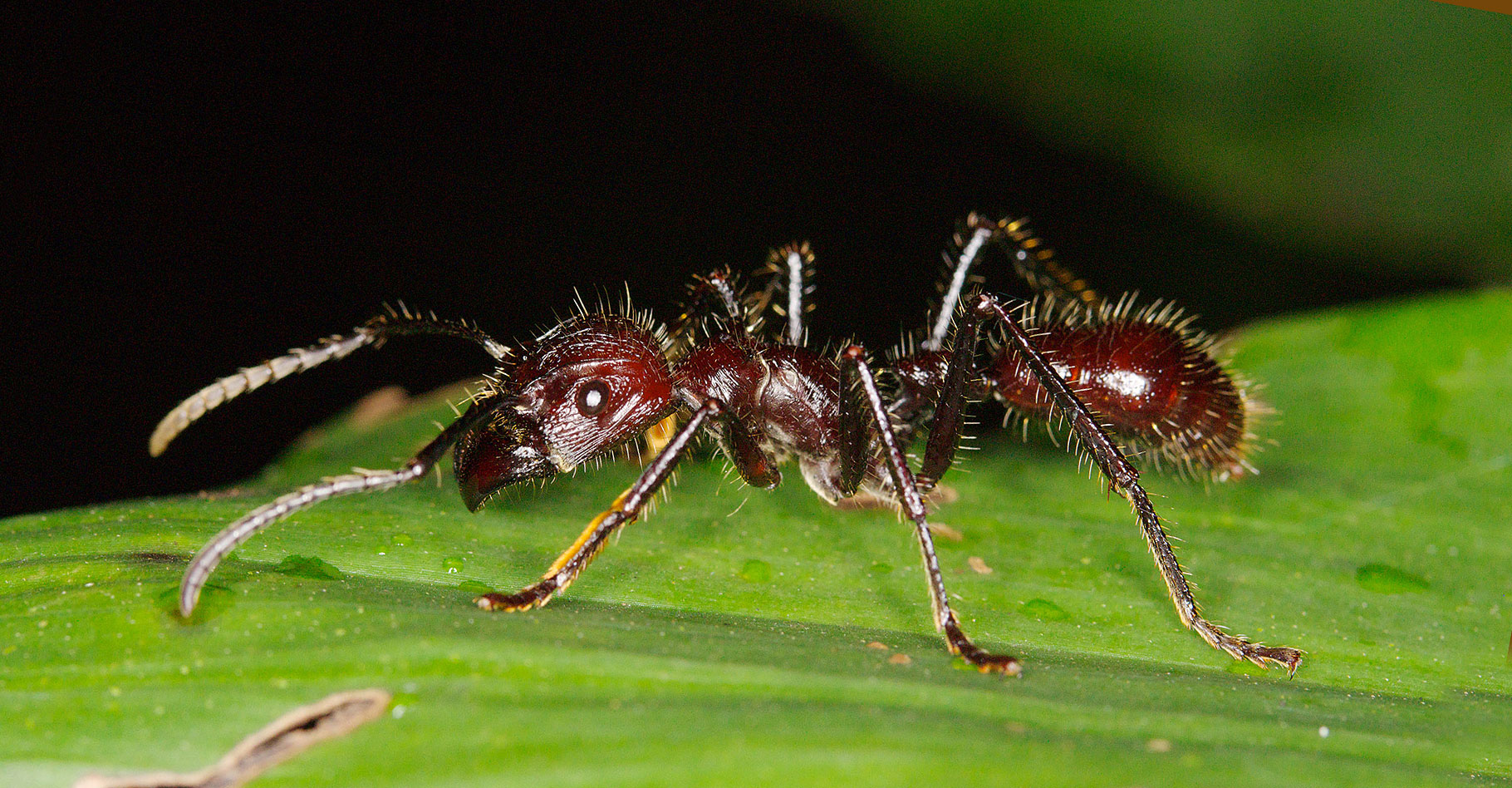 Anatomie des fourmis