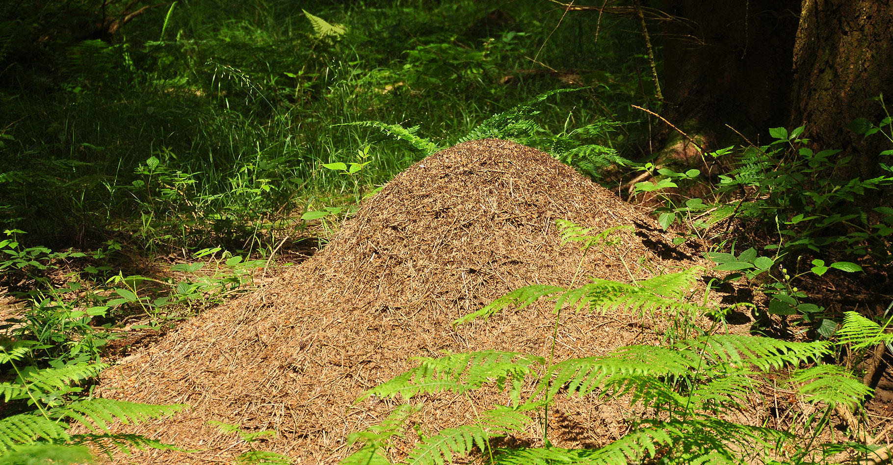 La construction du nid et les fourmis tisserandes
