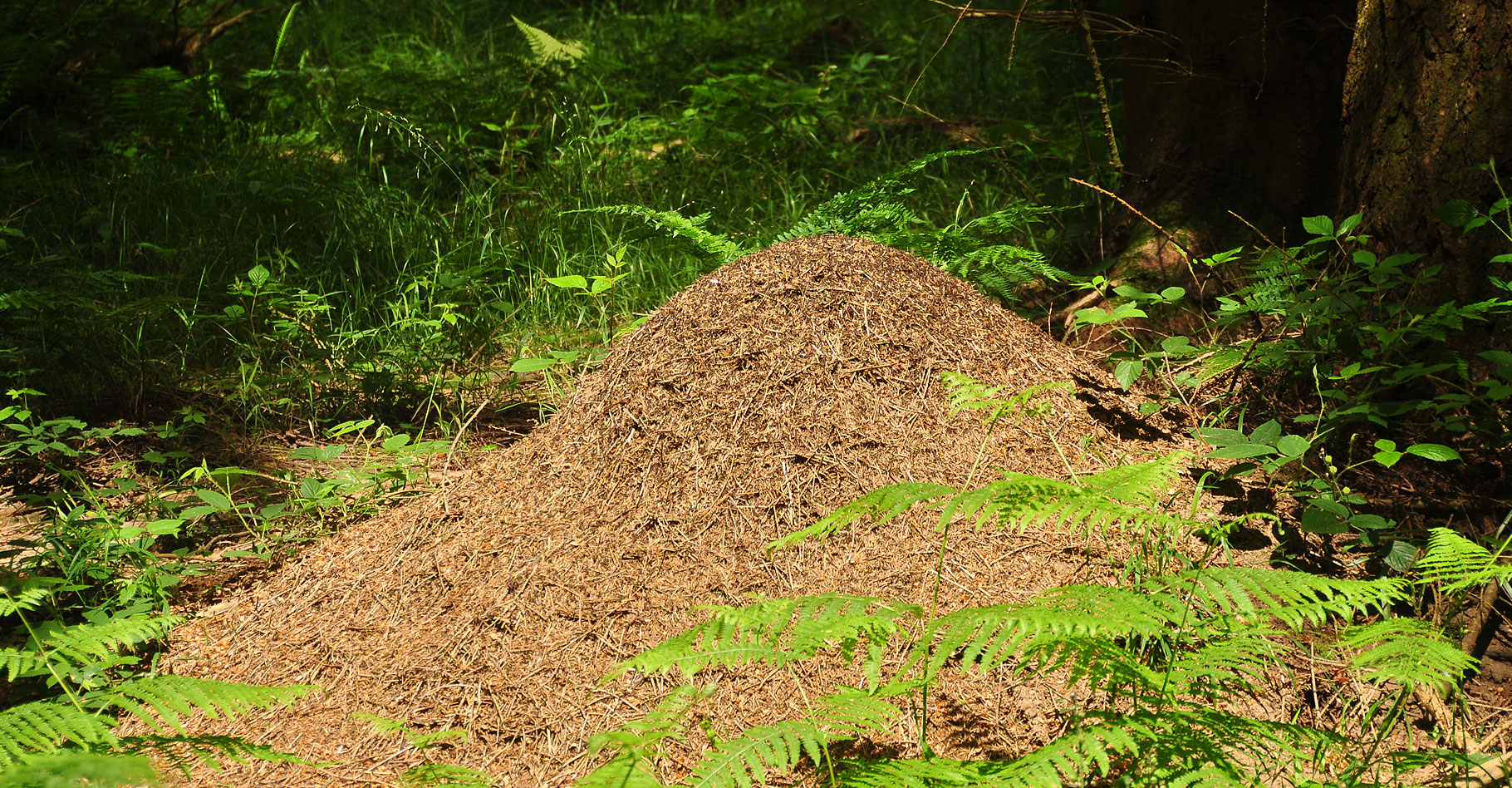 Fourmis De Feu Habitat Et Caract ristiques VFIGOM Fourmis De Feu Habitat Et Caract ristiques VFIGOM