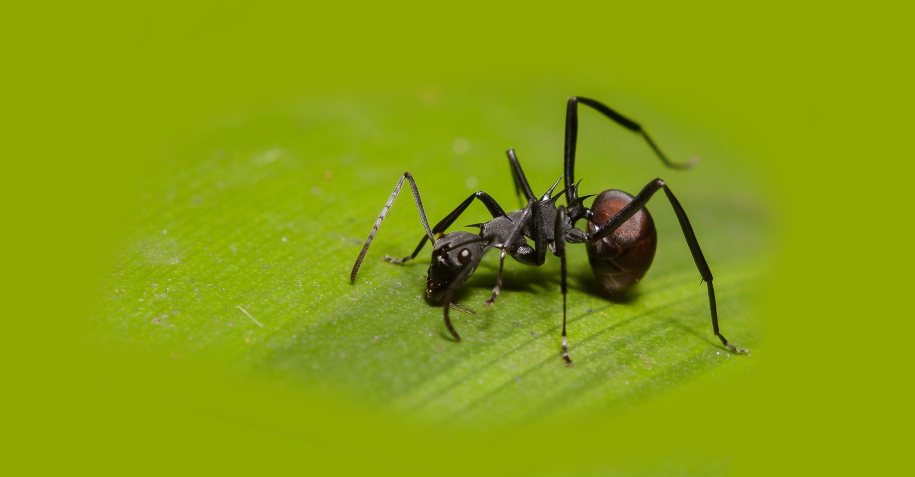 En savoir plus sur les fourmis