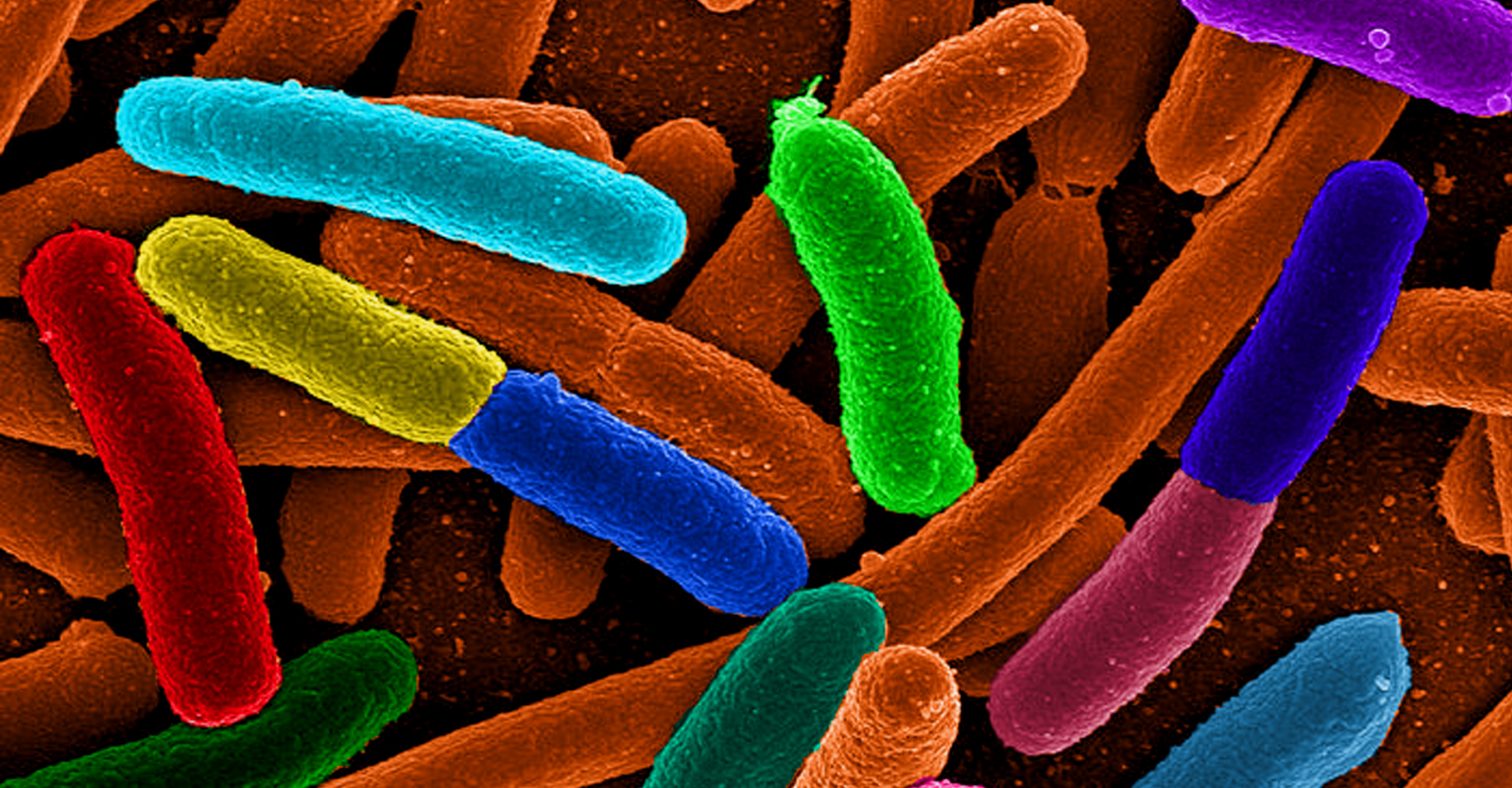 Bactéries Escherichia coli. © Mattosaurus, Domaine public