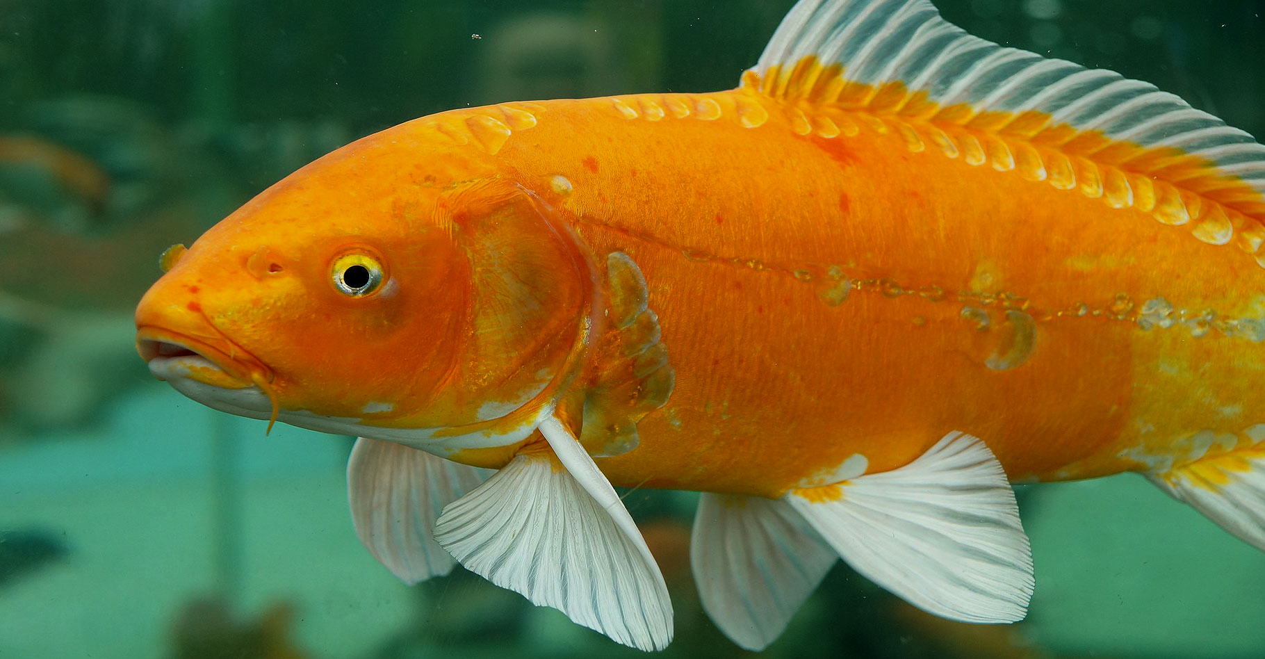 Il existe quelque 8.000 espèces de poissons d'eau douce. © Jaffe, DP