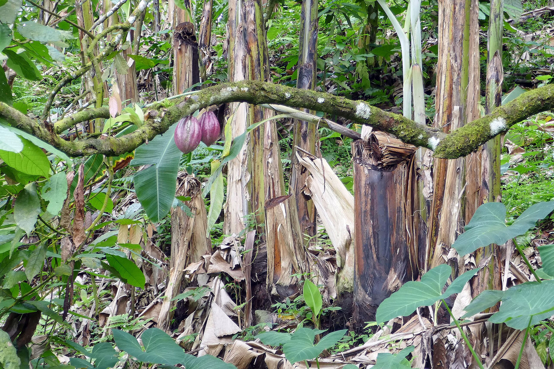 Cacaoyer : fruits de l'arbre et variétés