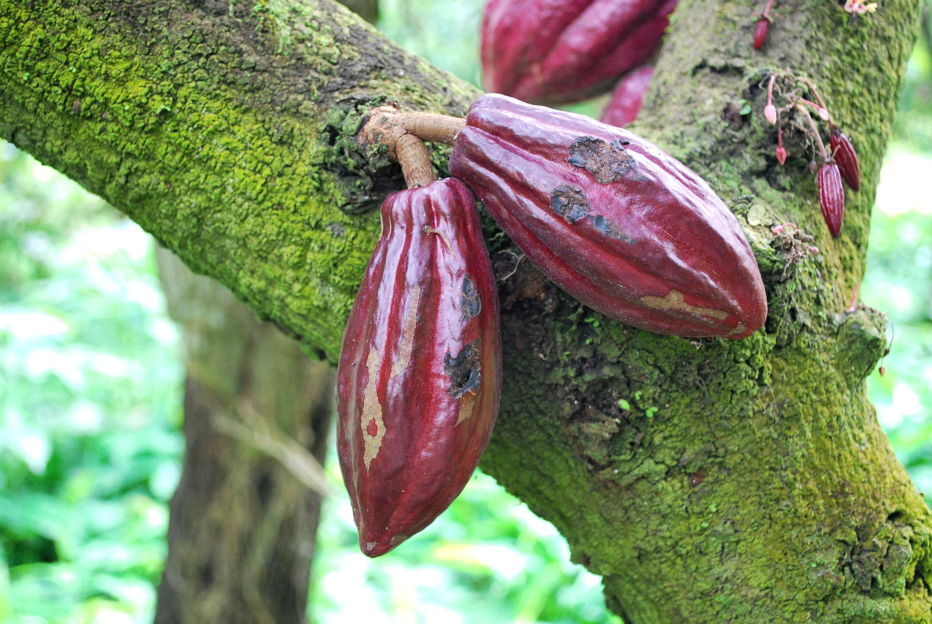 Origine du cacao : les Mayas et les premiers chocolats