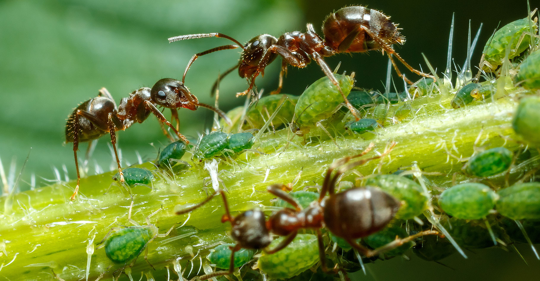 La société des fourmis, une culture ?