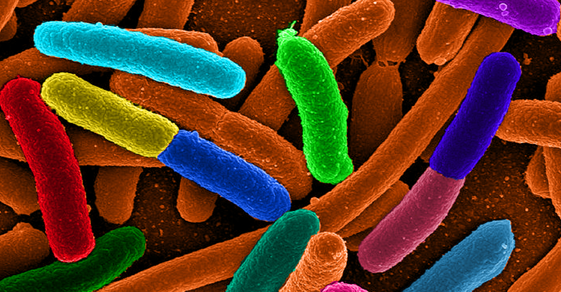 La bactérie intestinale&nbsp;Escherichia coli. © Domaine public