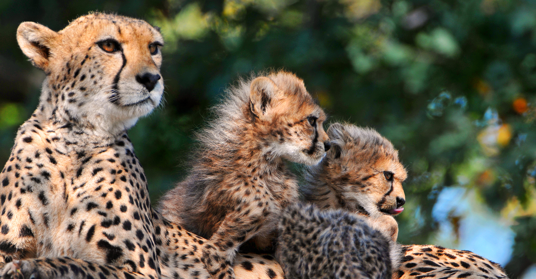 Famille de guépards. © Tambako The Jaguar, CC by-nc 2.0