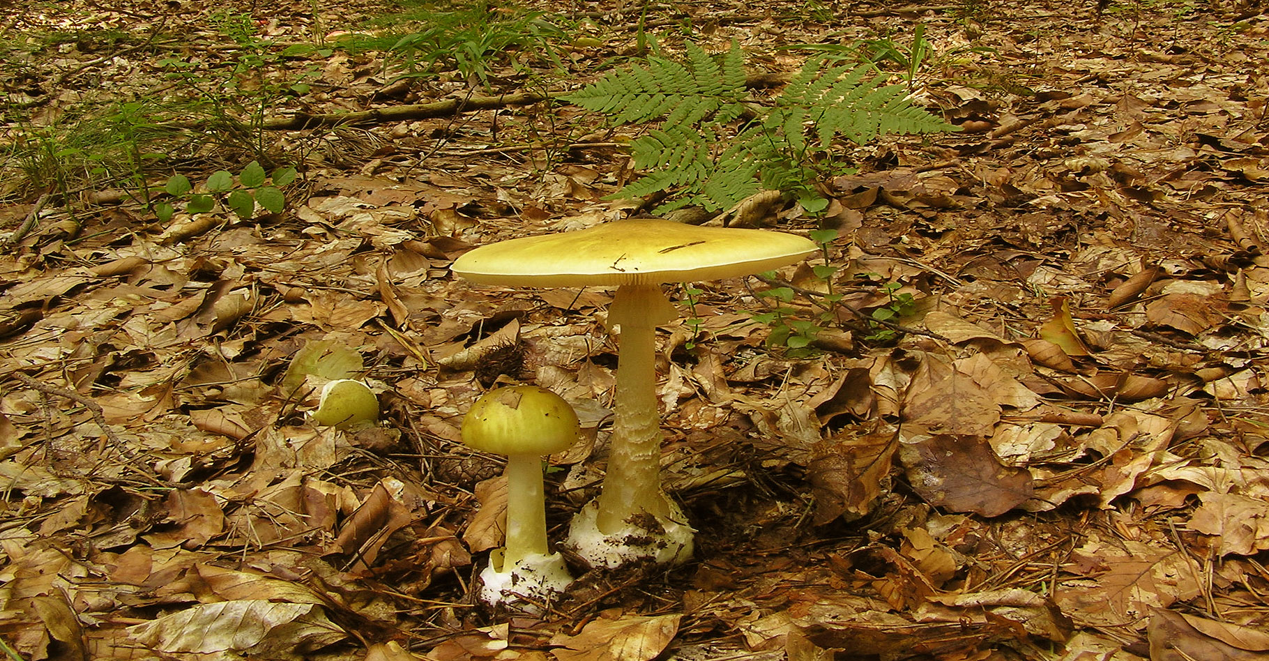 Les champignons vénéneux : amanites, coprin, gyromitre (fausse morille)...