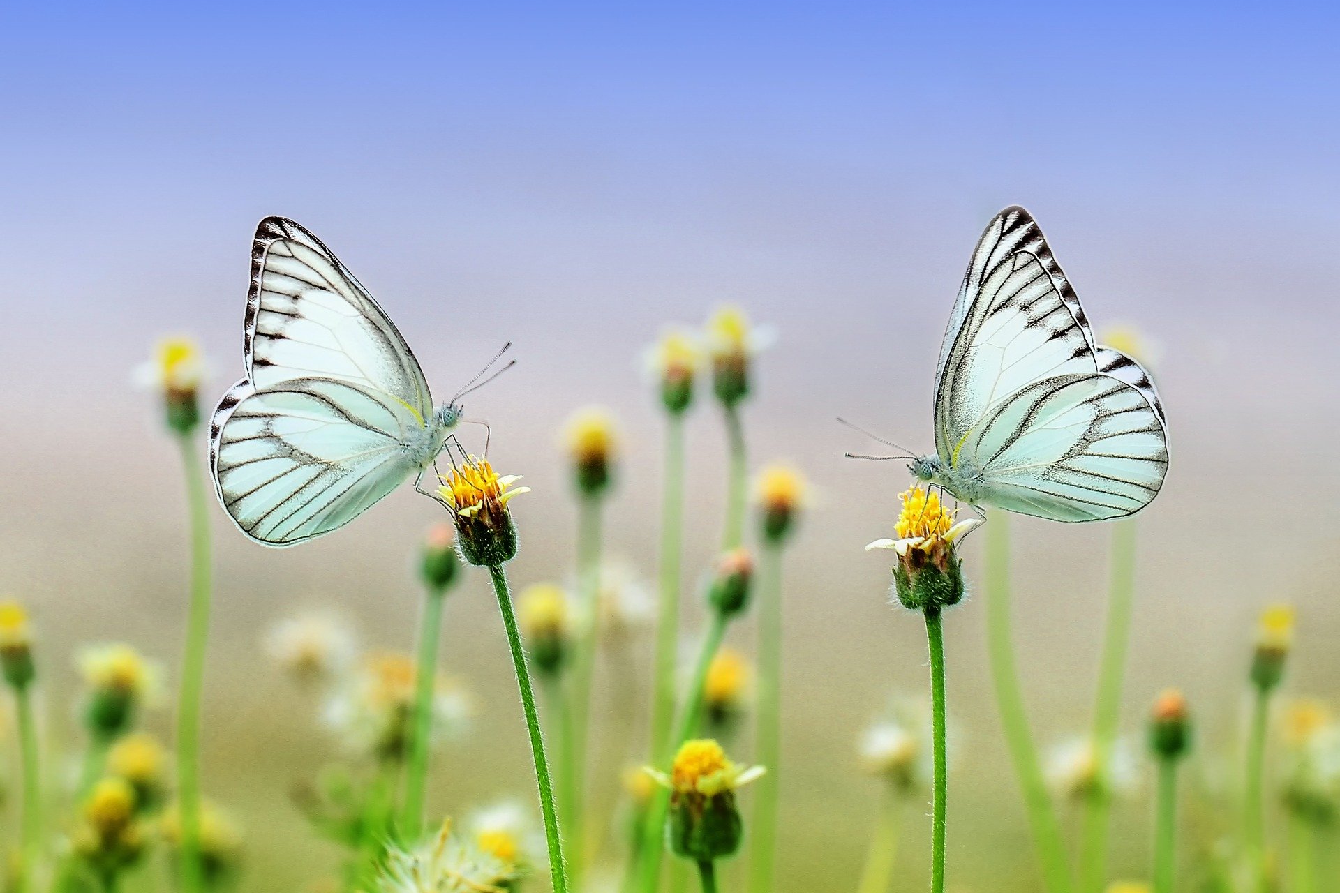 Nicolas Maurel : un jardin à Digne-les-Bains, havre de paix des papillons