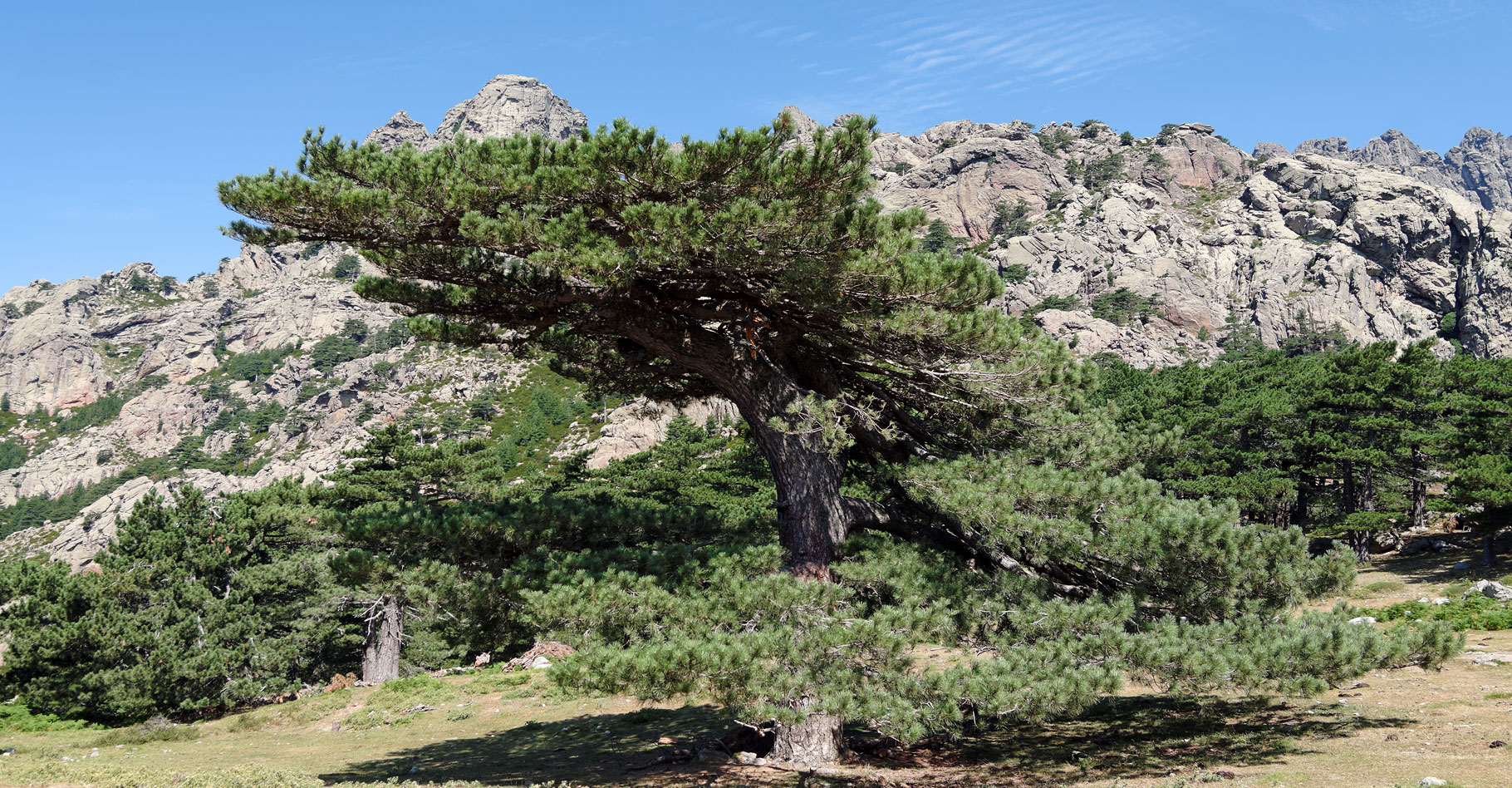 Conifères à longues aiguilles : pin maritime et pin Laricio de Corse
