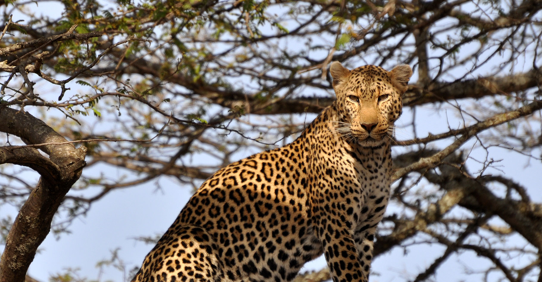 Le léopard un merveilleux félin.&nbsp;© Caelio, Wikimedia commons, CC by-sa&nbsp;3.0