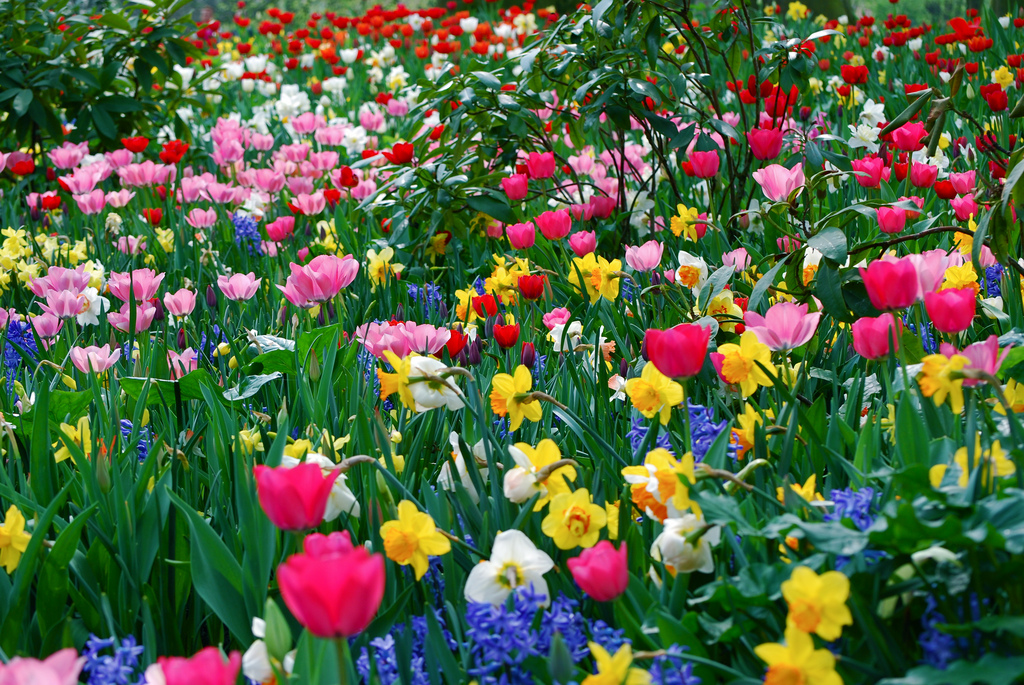 Entretenir un jardin prend du temps. Les gens pressés trouveront de nombreux conseils pour utiliser leur temps au mieux pour leur carré de verdure. © Paul Appleyard, Flickr, cc by nc sa 2.0