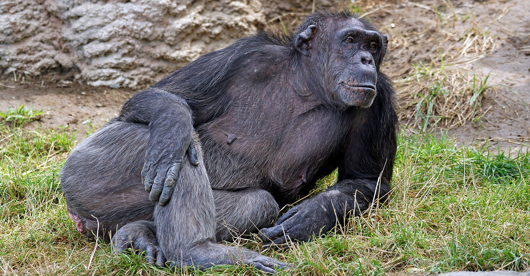 Le chimpanzé, un grand singe menacé