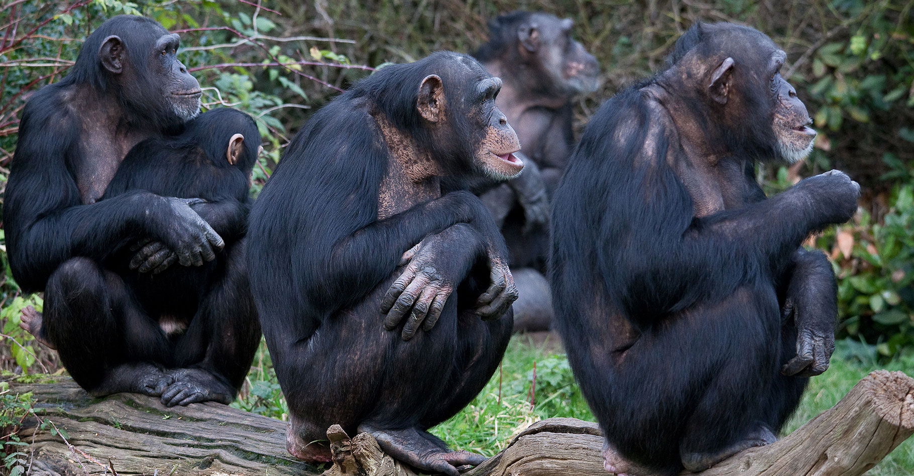 Le Chimpanz Un Grand Singe Menac Dossier