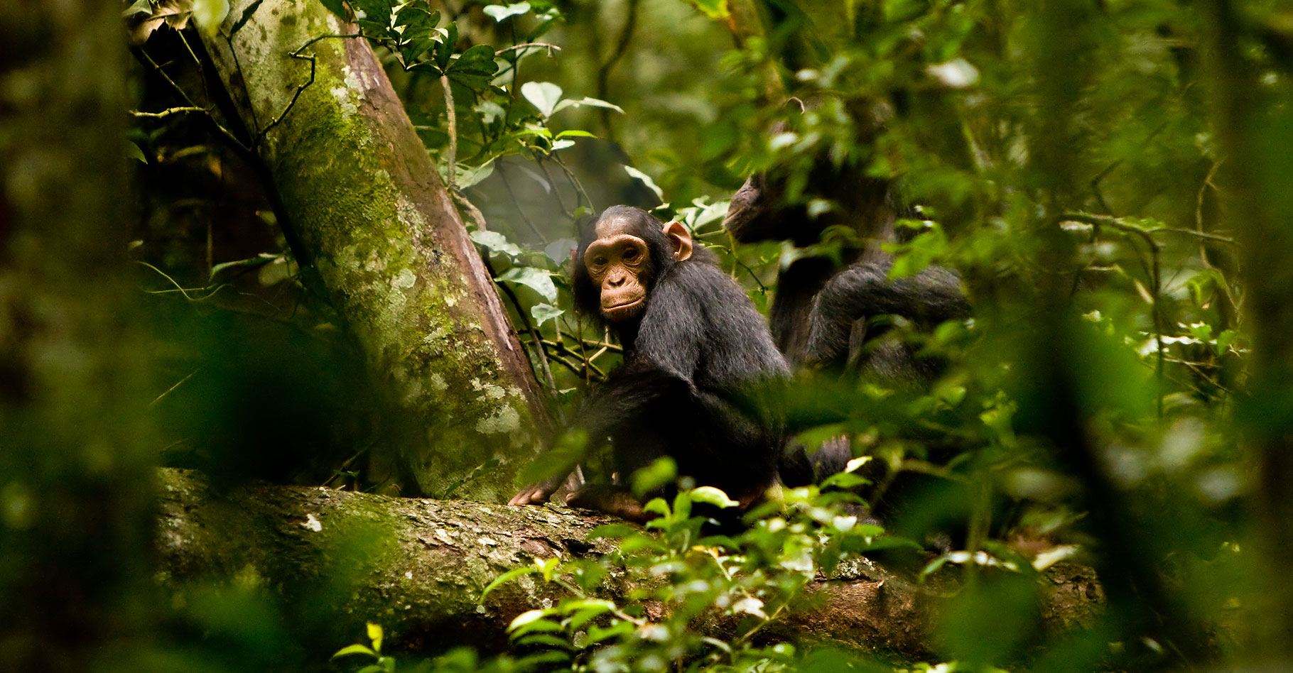 L’importance des chimpanzés pour la forêt