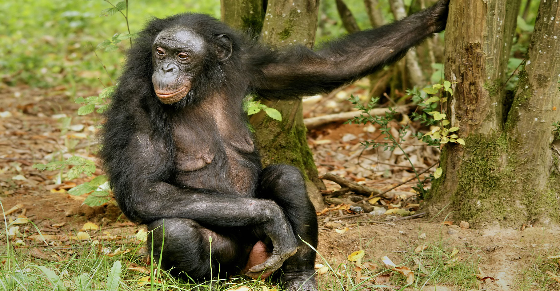 Institut Jane Goodall et parrainage d'un chimpanzé