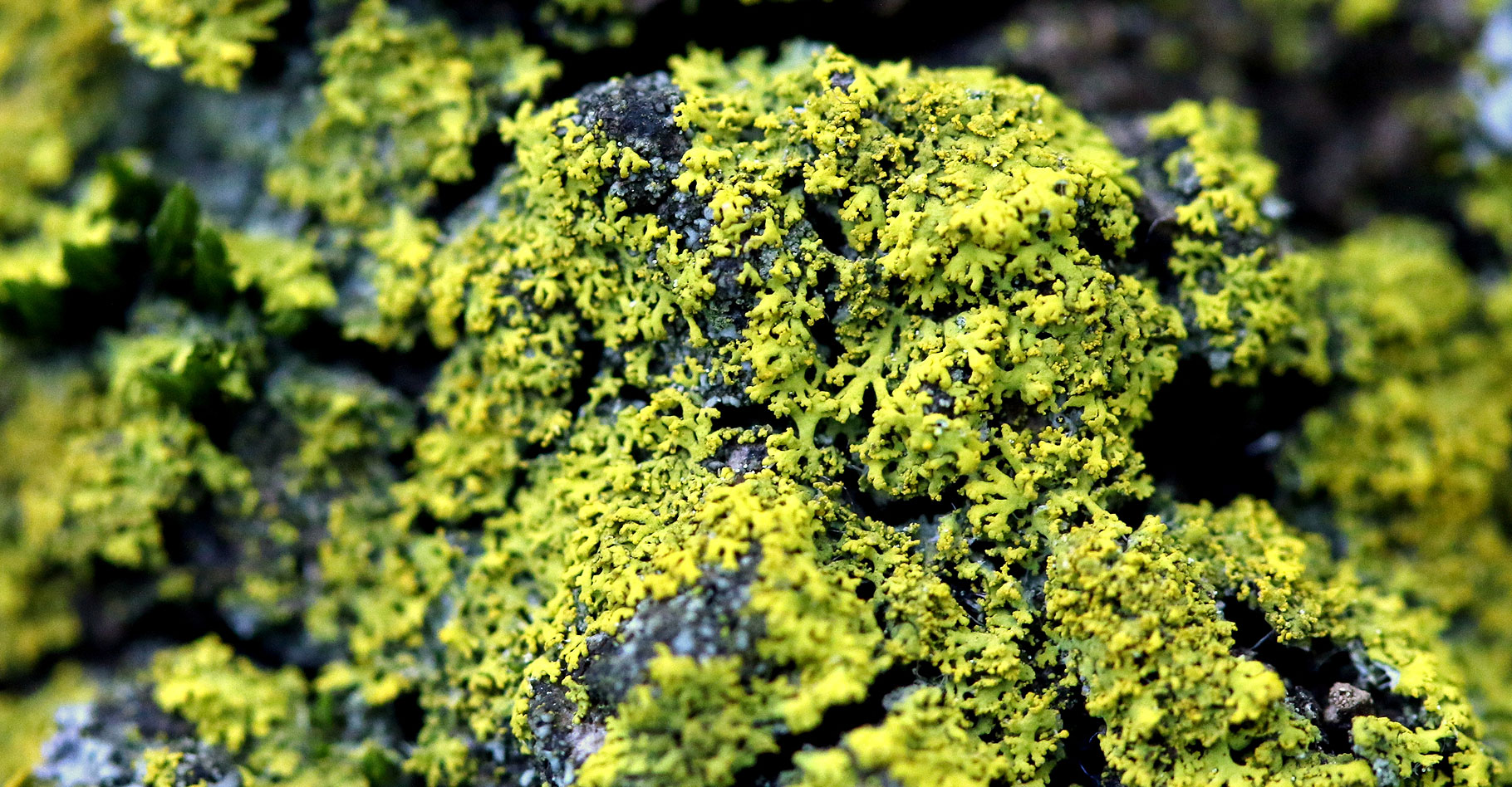 La biosurveillance et les lichens