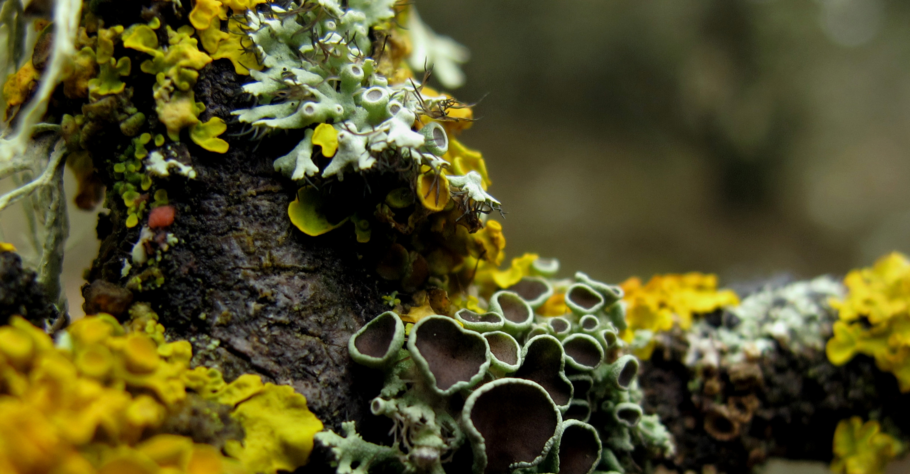 Différentes sortes de lichens. © Jacinta Iluch Valera, CC by-nc 2.0