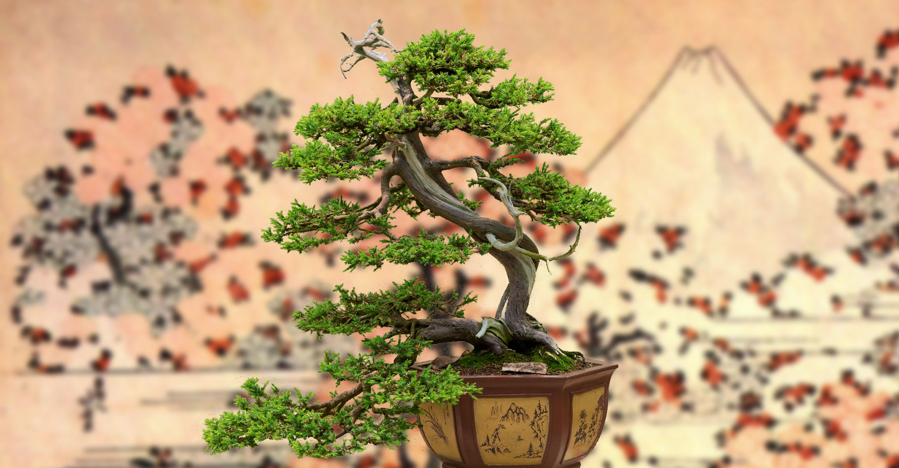 Kengai, bankan ou chokkan : bien choisir son bonsaï